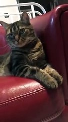 Cat Doesnt Like To Caressed