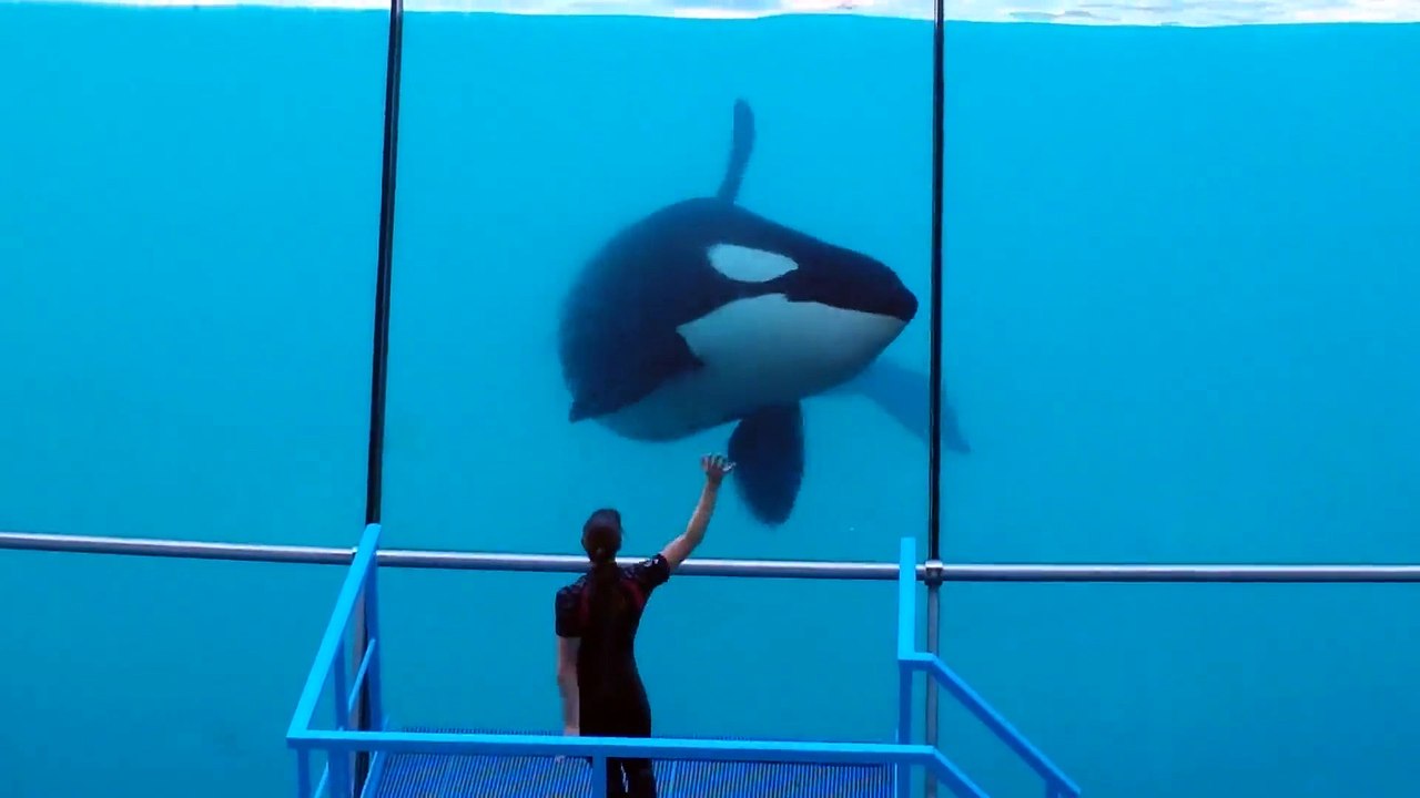 Talented Orca Puts on Performance
