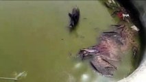 Yüzme havuzuna düşen anne domuz ve yavrularını itfaiye ekipleri kurtardı