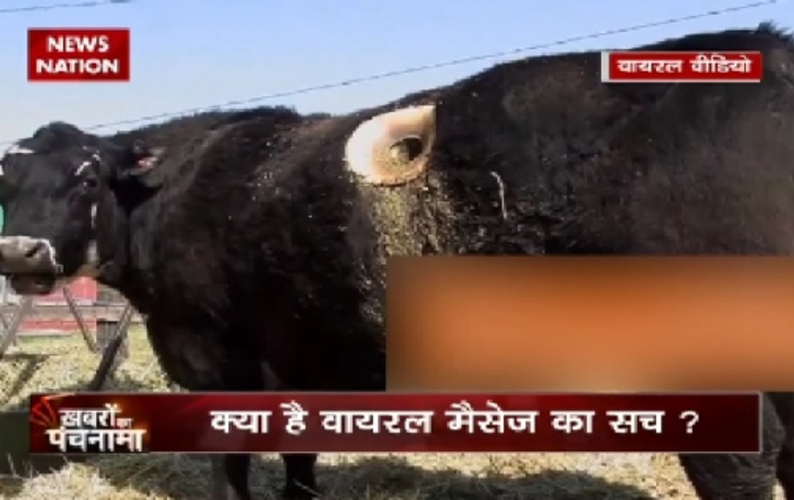 Cows having holes drilled into their sides live longer?