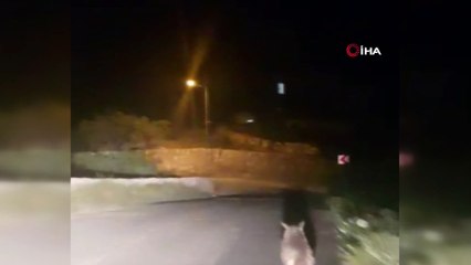 Kısıtlamalar ile boşalan sokaklar yaban hayvanlarına kaldı