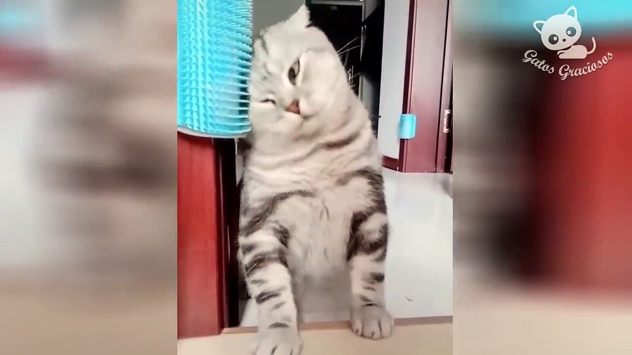 Funny Cats #1