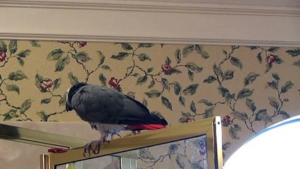 Daring parrot demonstrates how to slide down a shower door