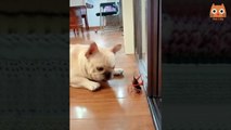 Trate de no reírse - Videos divertidos de gatos y perros #42