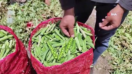 Bezelyede yüksek rekolte sevinci