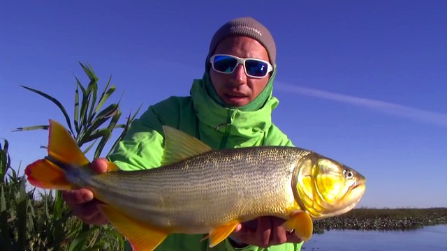 Frenesí de dorados en aguas transparentes Matias Jalil Fishing Show Cap 4
