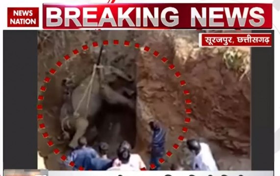 Operation Padmavati: Forest department rescues elephant in Chhattisgarh's Surajpur