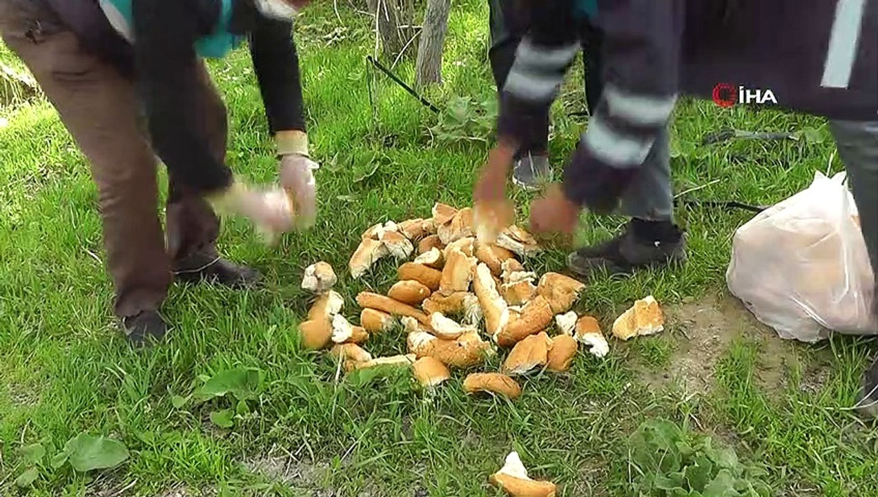 Erciş Belediyesinden sokak hayvanlarına yem desteği