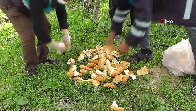 Erciş Belediyesinden sokak hayvanlarına yem desteği