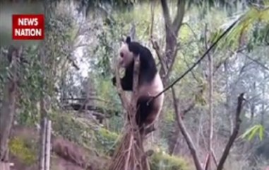 Jungle News: Watch 'cute' panda having fun
