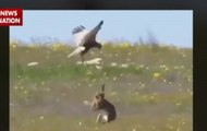 Jungle News: Rabbit fights Golden eagle for survival