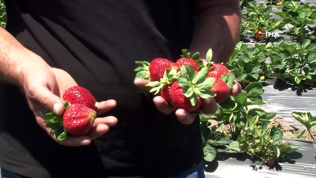 Hatay'ın zeytin üretimiyle ünlü Altınözü ilçesinde çiftçiler, alternatif olarak çilek tarımına yöneldi