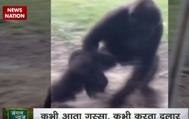 Jungle News: Gorillas are identical to human beings