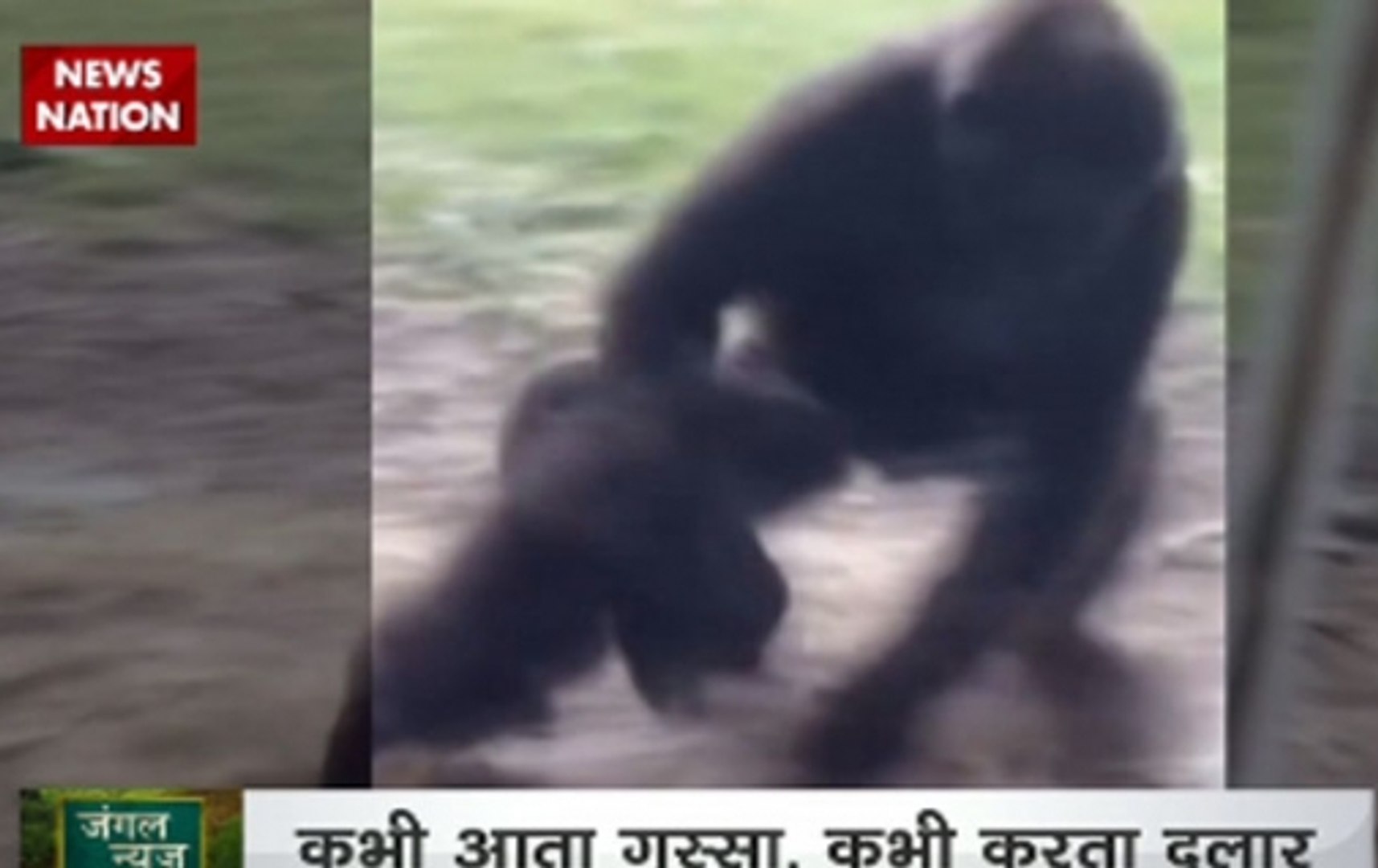 ⁣Jungle News: Gorillas are identical to human beings