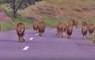 Caught on Camera: Lions roaming on road at Amreli in Gujarat