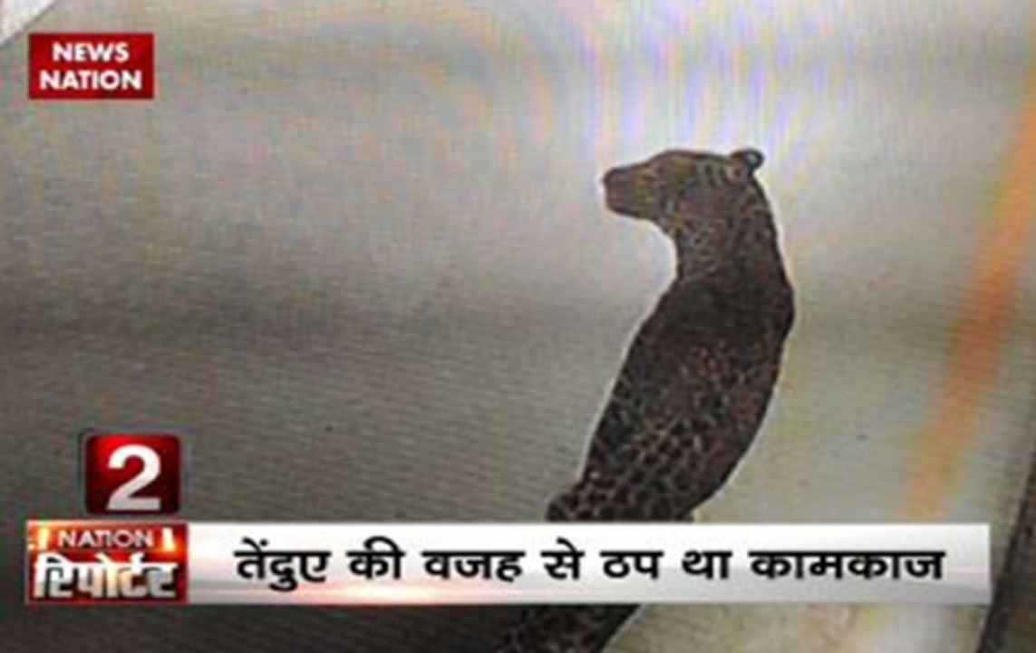 Leopard caught after 36 hours on prowl in Gurugram factory