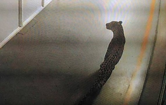 Gurugram: Leopard enters Maruti Suzuki plant, no casualities reported
