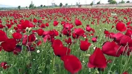 Buğday tarlasında gelincik şöleni
