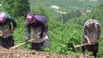 Türkiye'de sadece burada yetişiyor, pazara inmeden tarlada satılıyor