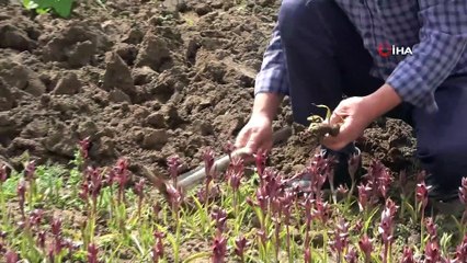 Salep çiftçinin yüzünü güldürdü
