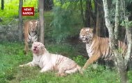 Royal Bengal Tigers attacked their white cousins in Bannerghatta Biological Park