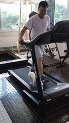 Jack Russell Terrier Joins Owner On Treadmill