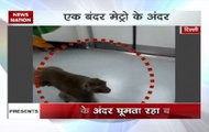 Zero Hour | Monkey takes a ride on Delhi metro
