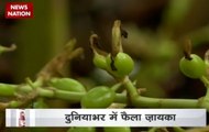 Bharat Ek Khoj: History of famous Indian spices from 'Munnar'