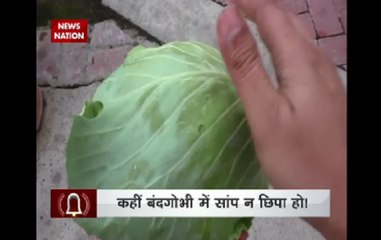 Alarm: Snake hidden in vegetable can be risky for life