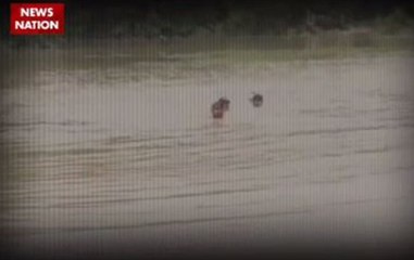 Flood claims 41 lives in Bihar, 10 in Assam, paralyses life in WB