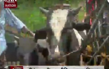 Ban on cattle sale for slaughter ups ante between center, various states