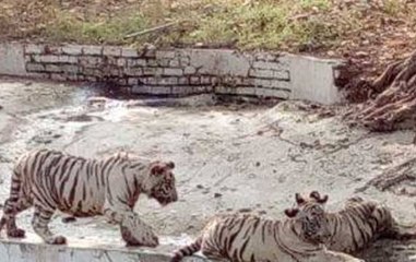 Panther trapped in Rajasthan's Alwar, sent to Jaipur zoo