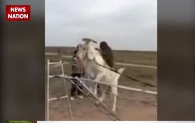 Jungle News: Trained goat walks on steel railing