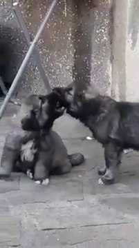 KAFKAS COBAN KOPEGi YAVRULARININ SEViMLiLiGi - CUTE CAUCASiAN SHEPHERD DOG PUPPiES