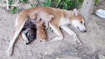 Mother dog breastfeeds family of orphaned kittens in Thailand