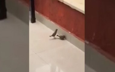 Viral Video: How a bird revived another bird from 'death situation'
