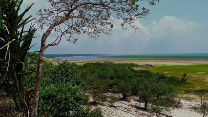 La destruction de l'Amazonie pourrait donner lieu au prochain virus mortel, prévient un scientifique