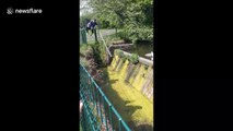 Man in Ireland rescues trapped cygnet after it fell into trench