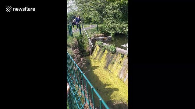 Man in Ireland rescues trapped cygnet after it fell into trench