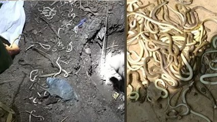 चूहे के​ बिल में पानी डालते ही निकले सैकड़ों सांप, जानिए फिर क्या हुआ