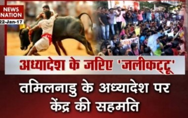 Bull is tamed! Jallikattu to be finally celebrated today after a long battle