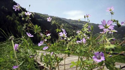 Dünyaca ünlü turizm merkezi Uzungöl'de Kovid-19 sessizliği - TRABZON