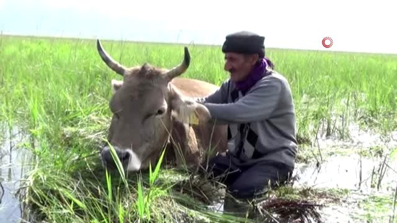 Tek geçim kaynağı bataklığa saplandı... 2 gecedir bataklığa saplanan ineğinin yanından ayrılmıyor
