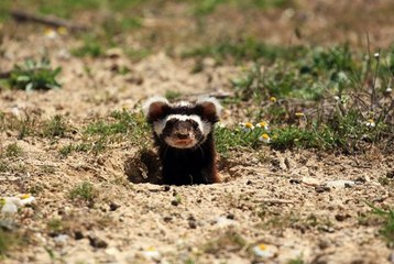 Eskişehir'de ilk defa 'alaca sansar' görüntülendi
