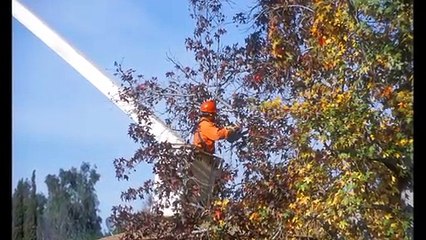 JH Tree Care Service