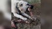 Sivas KANGAL KOPEGiNDEN KEMiK SESLERi - KANGAL SHEPHERD DOG SOUNDS BONE