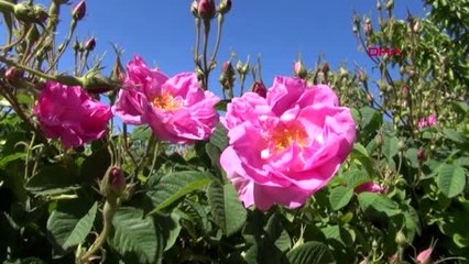 Damlama sulamayla gül üretiminde 4 milyon ton su tasarrufu