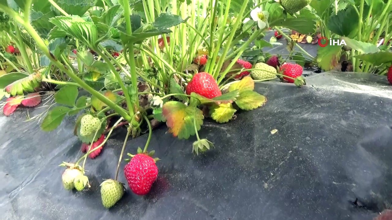 Düzce'de üretilen organik çilekler 1 saatte pazara inmeden tükeniyor