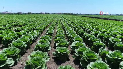 Konya çiftçisinin marul üretim hedefi yükseliyor