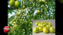 Superfood: Health Benefits of the Humble Amla